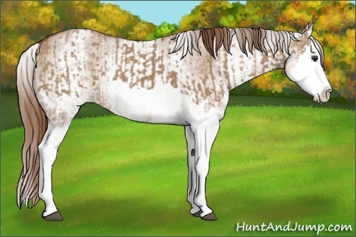 Horse Color:Red Dun Splash  and White Spotted Red Dun Splash 