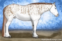 Horse Color:Red Dun Splash and White Spotted Red Dun Splash