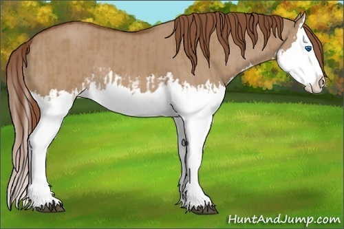 Horse Color:Red Dun Splash  and Red Dun Splash 