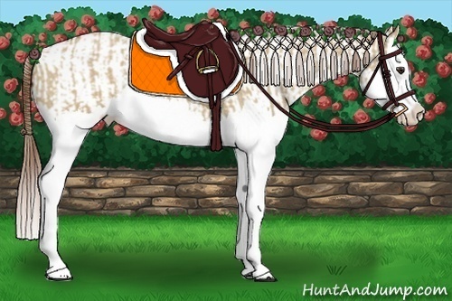 Horse Color:Red Dun Splash  and Red Dun Splash 