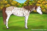 Horse Color:Red Dun Splash and Red Dun Splash