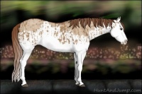 Horse Color:Red Dun Splash and Red Dun Splash