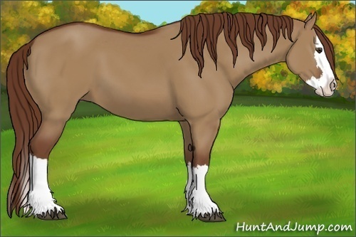 Horse Color:Red Dun Splash