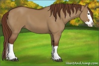 Horse Color:Red Dun Splash