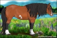Horse Color:Bay Splash Frame 