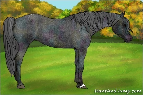 Horse Color:Midnight Black Ice Appaloosa Rabicano 