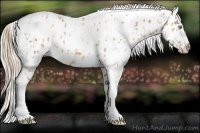 Horse Color:Gold Champagne Ice Appaloosa and Gold Cream Champagne Ice Appaloosa