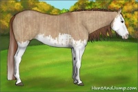 Horse Color:Red Dun Splash  and Red Dun Splash 