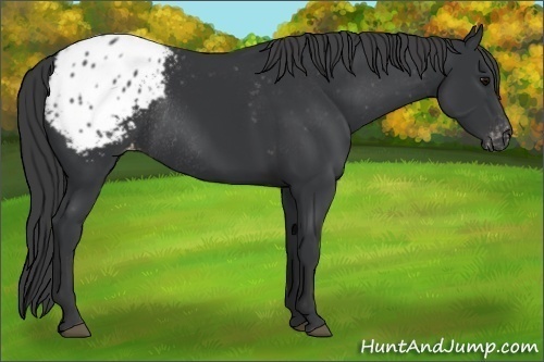 Horse Color:Black Appaloosa Rabicano 