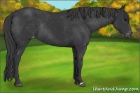 Horse Color:Black Appaloosa Rabicano 