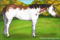 Horse Color:Bay Splash Frame