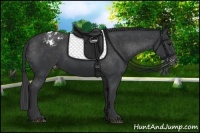 Horse Color:Black Appaloosa Rabicano 