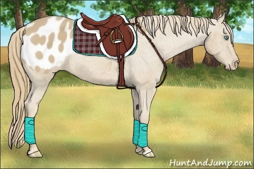 Horse Color:Smoky Creme Appaloosa 