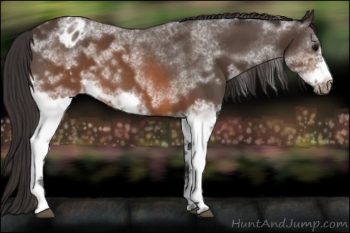 Horse Color:White Spotted Brown Frame Blanket Rabicano