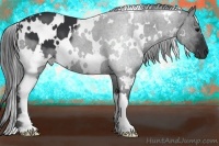 Horse Color:White Spotted Black 