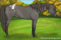 Horse Color:Grullo Appaloosa Rabicano
