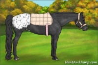 Horse Color:Black Appaloosa Rabicano 