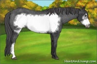 Horse Color:Black Frame Appaloosa Rabicano 