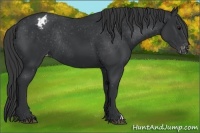 Horse Color:Black Appaloosa Rabicano 