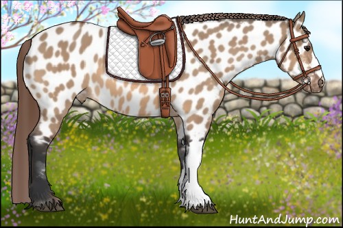 Horse Color:Bay Dun Appaloosa 