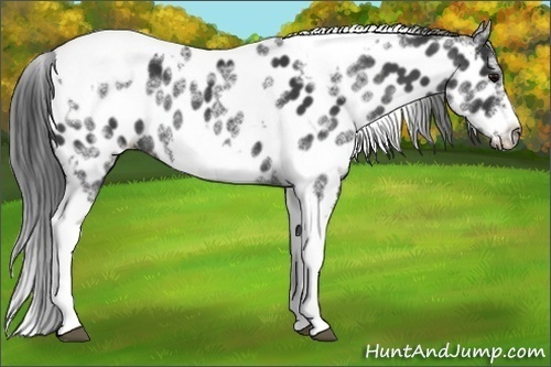 Horse Color:White Spotted Black Splash Tobiano Frame Appaloosa