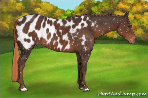 Horse Color:Liver Chestnut Appaloosa 