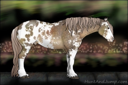 Horse Color:Chocolate Palomino Sabino Appaloosa 