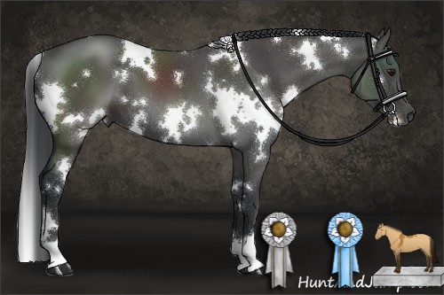 Horse Color:White Spotted Black