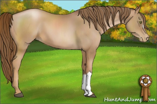Horse Color:Liver Chestnut Pearl 