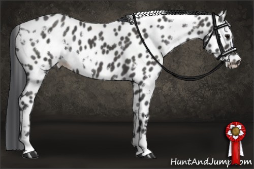 Horse Color:White Spotted Black Appaloosa 