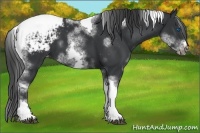 Horse Color:White Spotted Black Splash Tobiano Frame Appaloosa 