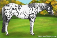 Horse Color:White Spotted Black Splash Tobiano Frame Appaloosa