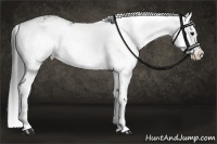 Horse Color:Grullo Sabino Splash 