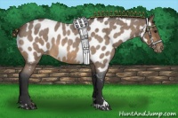 Horse Color:Buckskin Roan Sabino Appaloosa