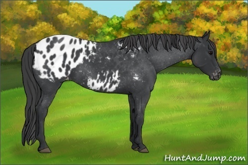 Horse Color:Blue Roan Appaloosa 