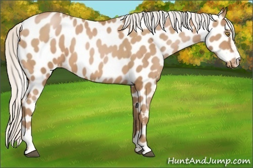 Horse Color:Silver Brown Pearl Sabino Near Leopard 