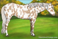 Horse Color:Silver Brown Pearl Sabino Near Leopard