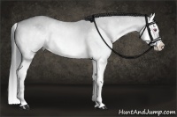 Horse Color:Bay Chinchilla Dun Splash 