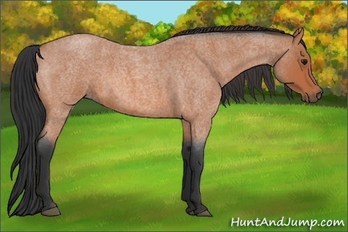 Horse Color:Bay Roan 