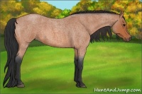 Horse Color:Bay Roan 