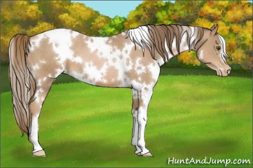 Horse Color:White Spotted Liver Chestnut Pearl 
