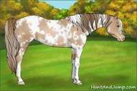 Horse Color:White Spotted Liver Chestnut Pearl 