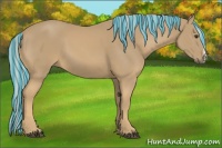 Horse Color:Painted Palomino