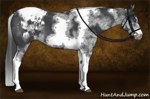 Horse Color:White Spotted Black Splash Tobiano Frame Varnish 