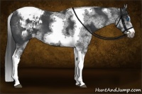 Horse Color:White Spotted Black Splash Tobiano Frame Varnish 