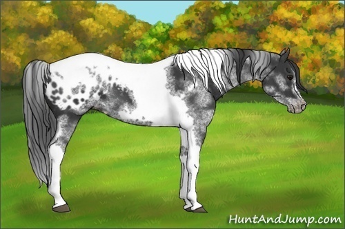 Horse Color:White Spotted Black Splash Tobiano Frame Appaloosa 