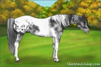 Horse Color:White Spotted Black Splash Tobiano Frame Appaloosa