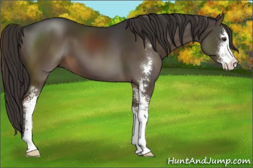 Horse Color:Liver Chestnut Sabino 