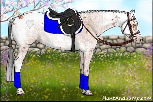 Horse Color:Bay Sabino 