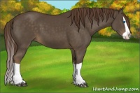 Horse Color:Liver Chestnut Splash 